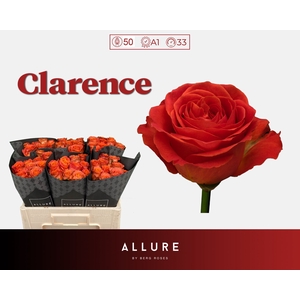 R Gr Clarence Allure Berg X50