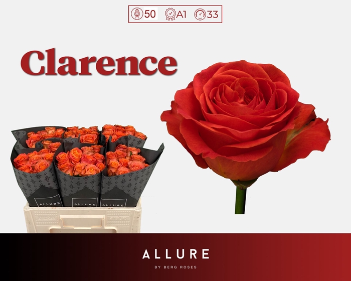 <h4>R Gr Clarence Allure Berg X50</h4>