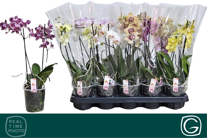 <h4>PHAL MF GEM 4 KL</h4>