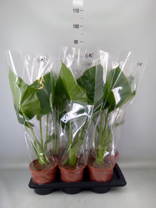 <h4>Alocasia macrorrhizos</h4>