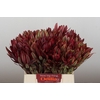 Leucadendron Jester