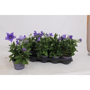 Platyco Gr Astra Blu