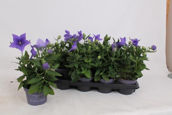 <h4>Platyco Gr Astra Blu</h4>