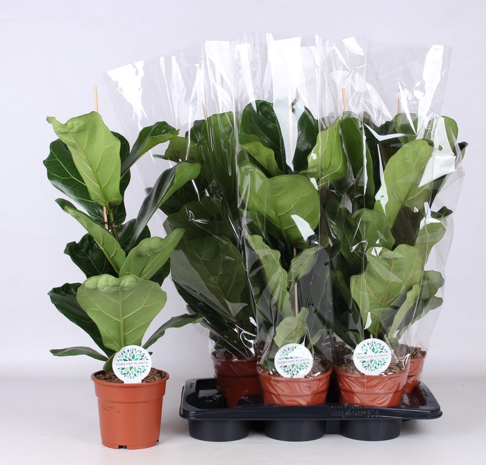 <h4>FICUS LYRATA</h4>