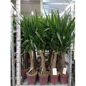 Yucca elephantipes   ...