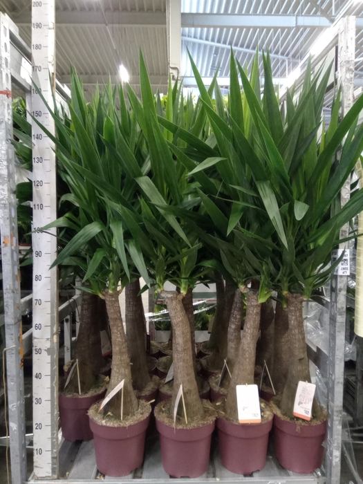 <h4>Yucca elephantipes   ...</h4>