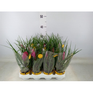 Tillandsia cyanea 'Vincent'