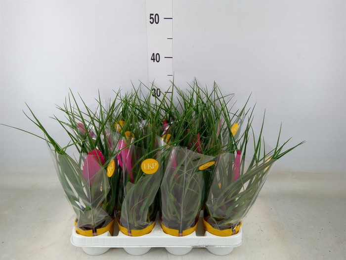 <h4>Tillandsia cyanea 'Vincent'</h4>