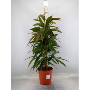 Ficus binn. 'Amstel King'