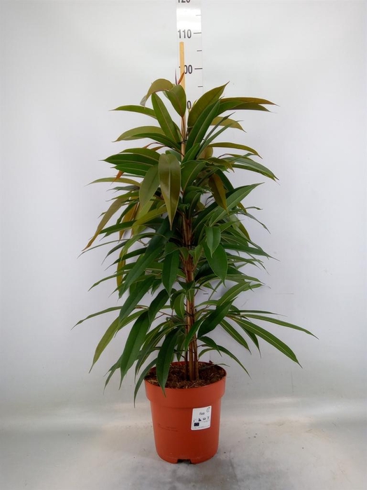 <h4>Ficus binn. 'Amstel King'</h4>