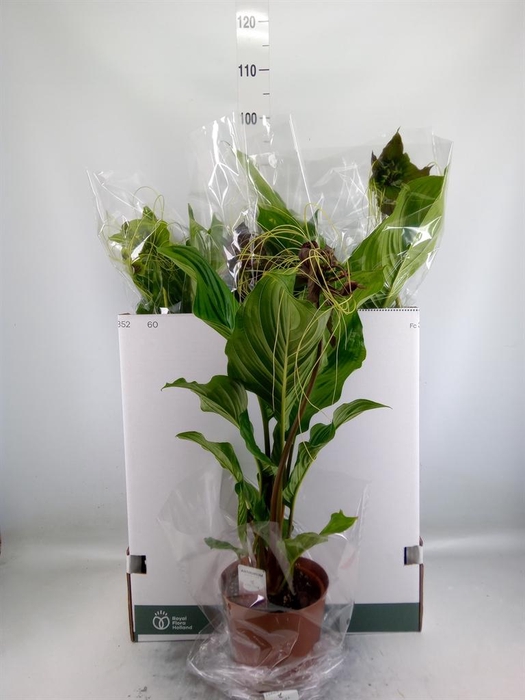 <h4>Tacca chantrieri</h4>