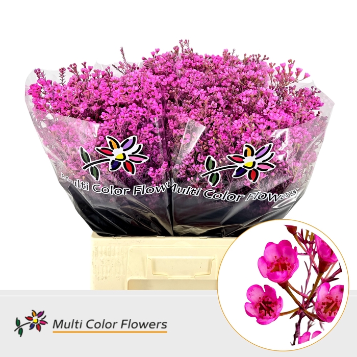 <h4>Wax Hot Pink</h4>