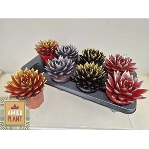 Echeveria Miranda 12Ø 15cm