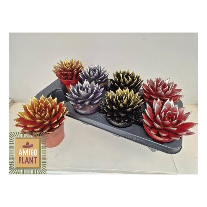 <h4>Echeveria Miranda 12Ø 15cm</h4>