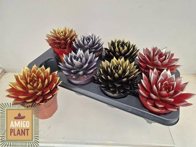 Echeveria Miranda 12Ø 15cm