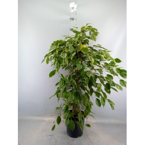 Ficus benja. 'Golden King'