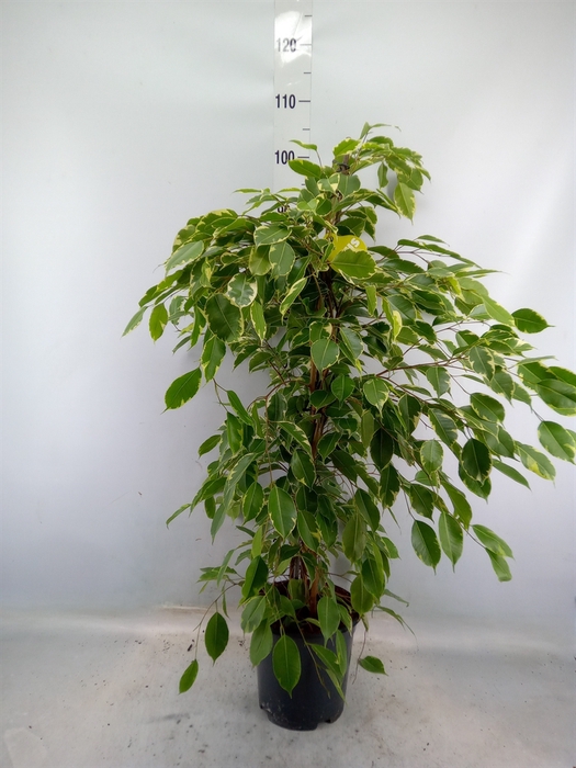 <h4>Ficus benja. 'Golden King'</h4>