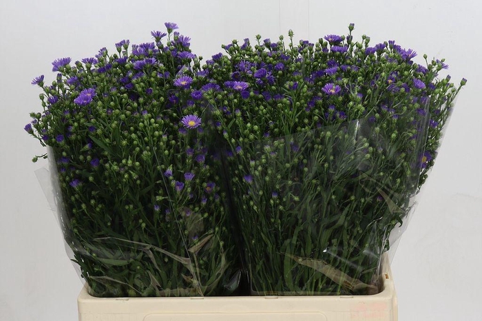 <h4>Aster Casamare</h4>