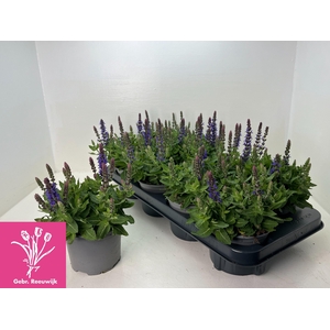 SALVIA NE SE DP BLUE