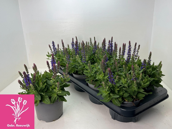 <h4>SALVIA NE SE DP BLUE</h4>