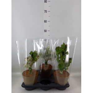 Planten Groen   ...L%