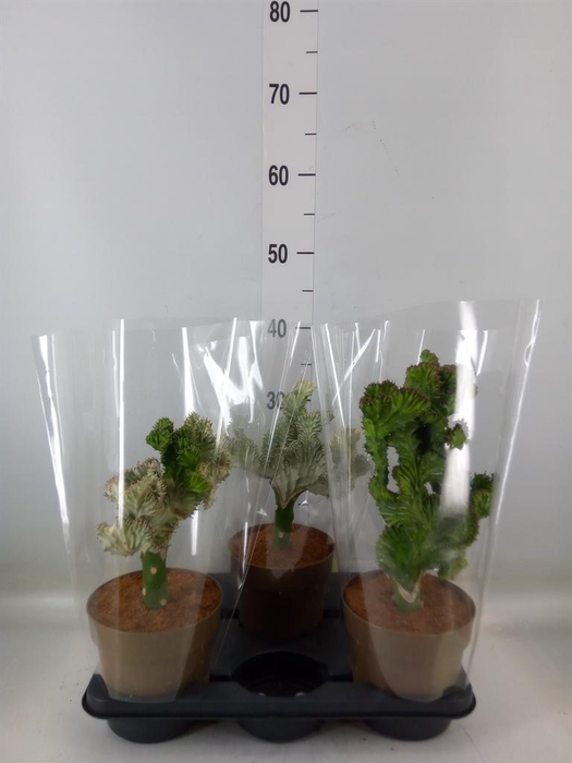 <h4>Planten Groen   ...L%</h4>