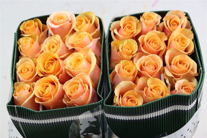 <h4>R Gr Serenade</h4>