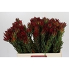 Leucadendron Blush
