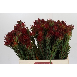 Leucadendron Blush