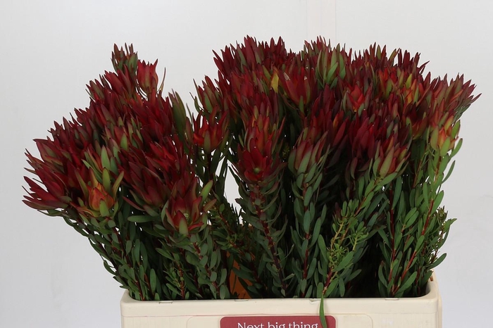 Leucadendron Blush