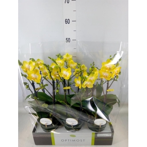 Phalaenopsis multi. 'Ant Arezzo'