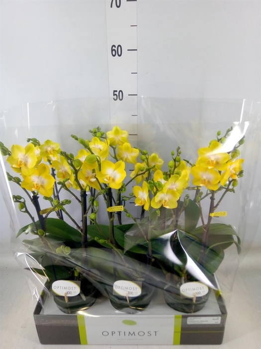 <h4>Phalaenopsis multi. 'Ant Arezzo'</h4>