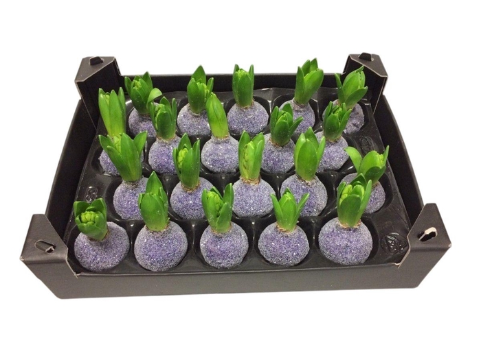 <h4>HYACINTH WAX GLIT-PURPLE</h4>