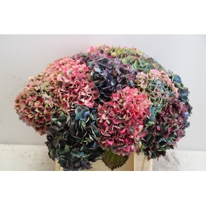 Hydrangea french pro bunch