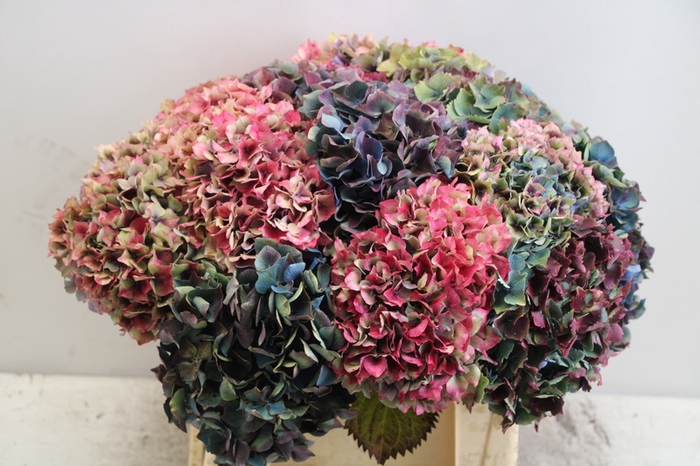 <h4>Hydrangea french pro bunch</h4>