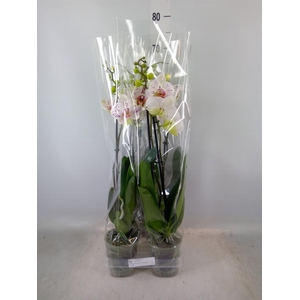 Phalaenopsis  'Bohemian Goya'