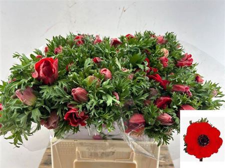 <h4>Anem Co Mar Red</h4>