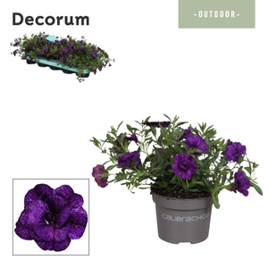 Calibrachoa - 10,5 cm - Uno Double Blue - Decorum