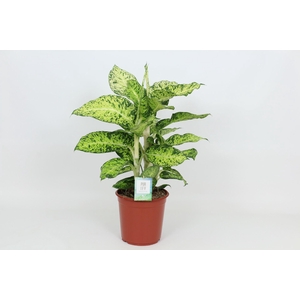 Dieffenbachia Cool Tigris