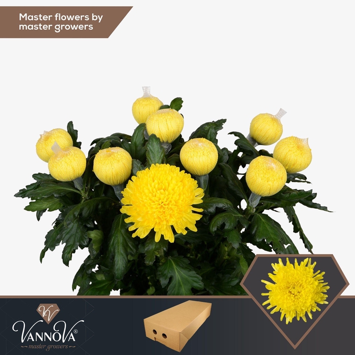 <h4>Chr G Pjotr</h4>