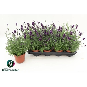 LAVANDULA HIDCOTE P13