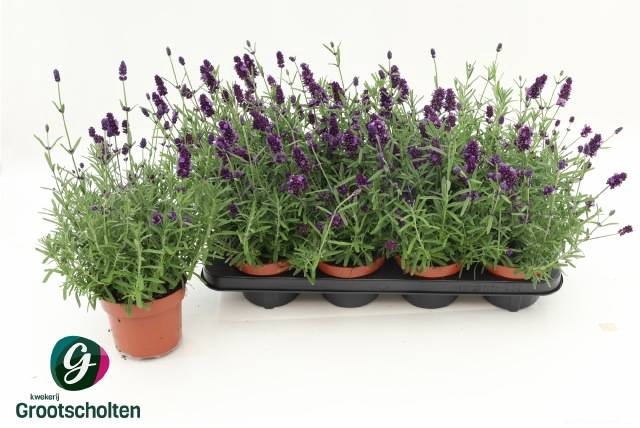 <h4>LAVANDULA HIDCOTE P13</h4>