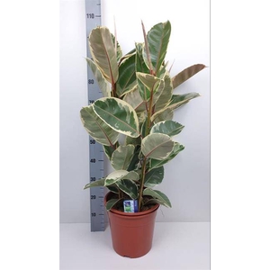 Ficus elastica Tineke 27Ø 100cm 3pp