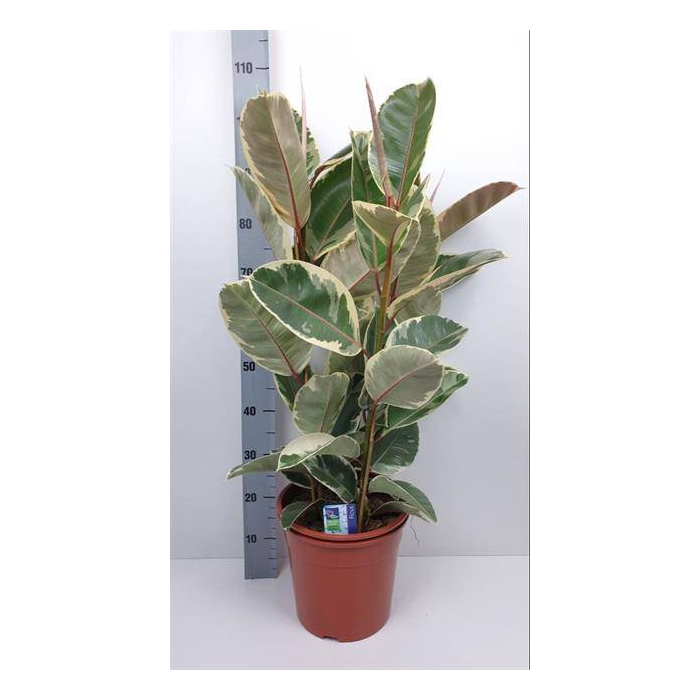 <h4>Ficus elastica Tineke 27Ø 100cm 3pp</h4>
