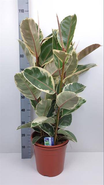 Ficus elastica Tineke 27Ø 100cm 3pp