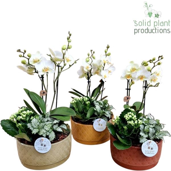 <h4>Arrangementen Phalaenopsis mt H%</h4>