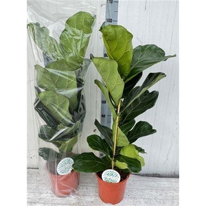 Ficus Lyrata