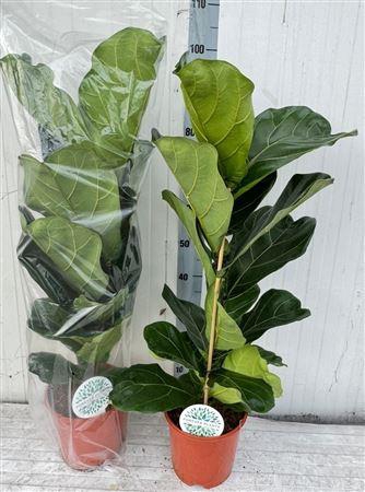 <h4>Ficus Lyrata</h4>