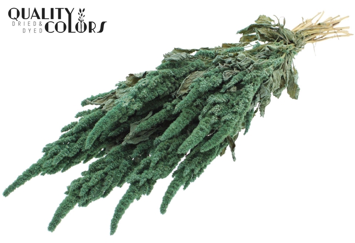<h4>Droogbloemen   ...bewerkt H%</h4>