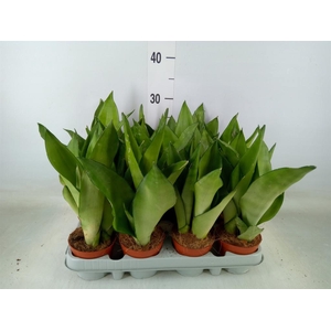 Sansevieria trifa. 'Moonshine'